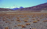 Spatial pattern of puna vegetation